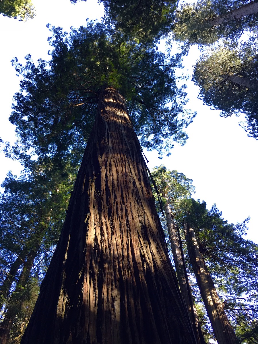 redwood-tree