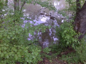 Canada Geese IMG00020