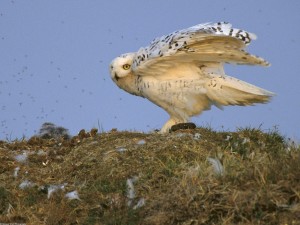 Snowy Owl Arctic National Wildlife Refuge Alaska