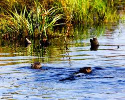 Otters