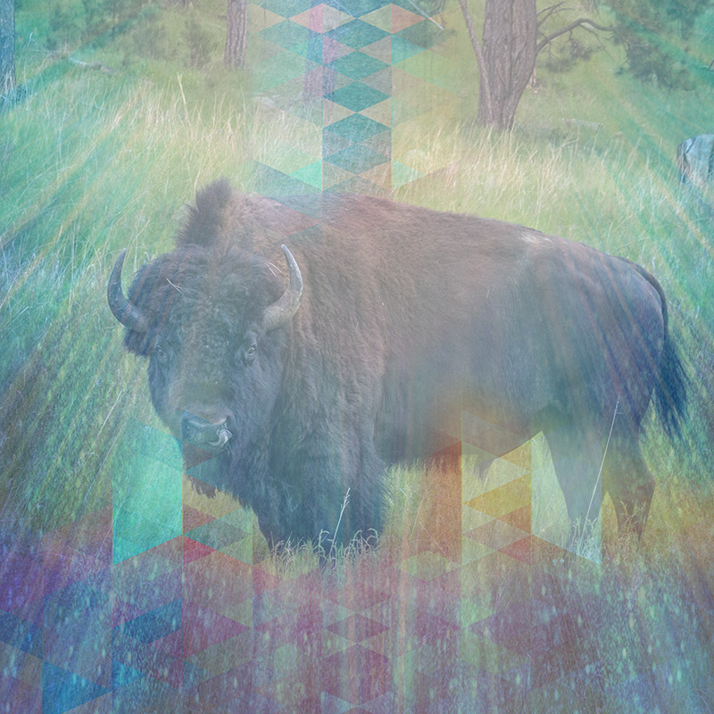 BuffaloEMM