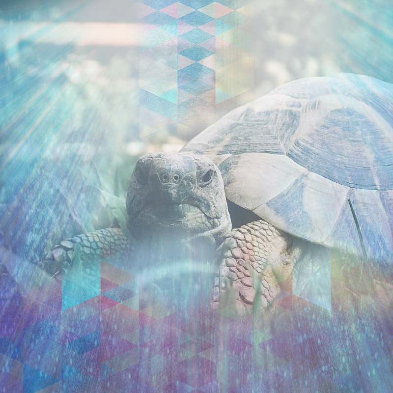 turtleEMM2